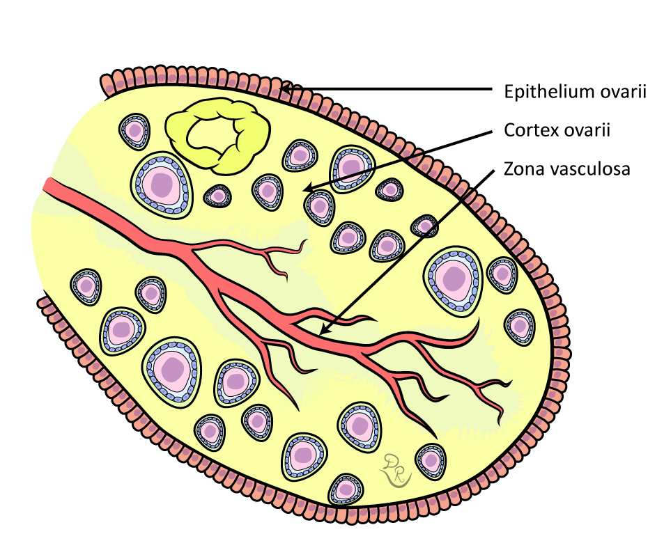 Crtež koji prikazuje osnovne komponente jajnika: epitel jajnika, korteks i zonu vaskulozu.