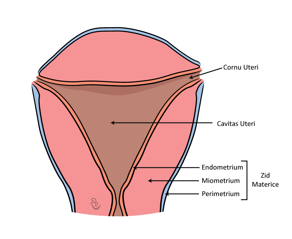 Crtež materičnog tela sa svim svojim komponentama. Takođe je obeležen endometrijum, miometrijum i perimetrijum koji grade zid materice.