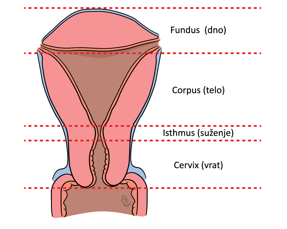 Crtež uzdužnog preseka materice sa svim svojim delovima: cervix ili vrat, isthmus ili suženje, corpus ili telo i fundus ili dno.