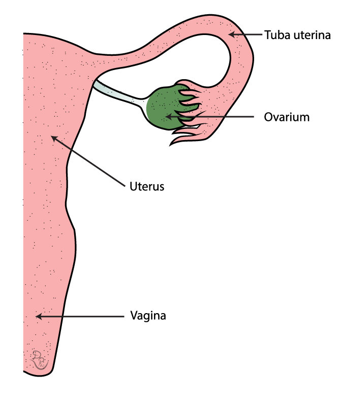 Crtež unutrašnjih genitalnih organa žene sa svim komponentama: vagina, uterus, ovarium i tuba uterina.