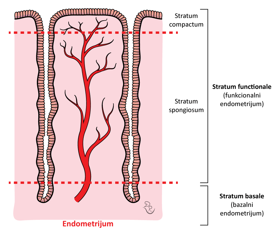 Crtež koji prikazuje histološku građu endometrijuma sa svojim delovima: stratum functionale tj, funkcionalni endometrijum i stratum basale tj. bazalni endometrijum.