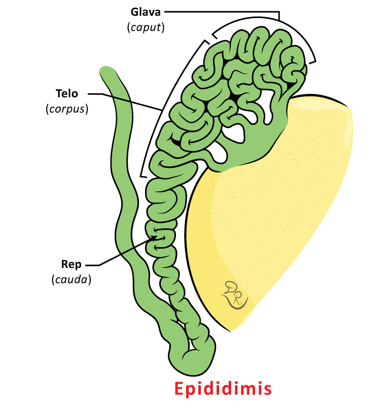 Crtež pasemenika (epididimys) sa svojim osnovnim delovima.