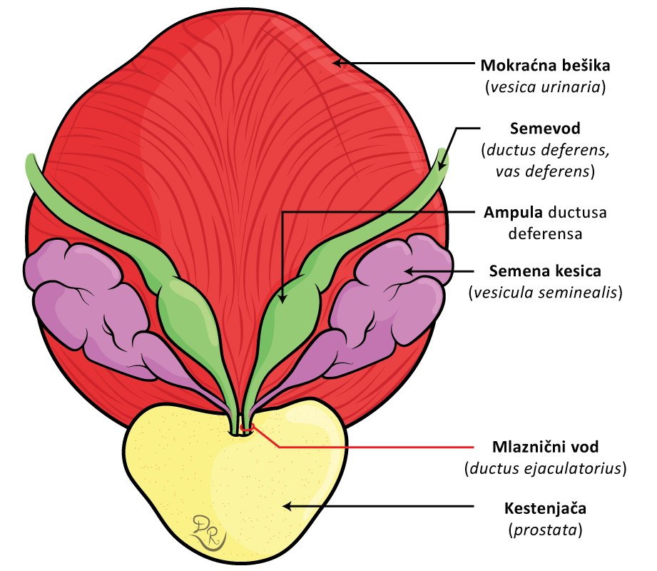 Crtež jasno prikazuje semevod tj. ductus deferens, ampulu ductusa deferensa zatim semenu kesicu tj vesicula seminealis kao i mlaznični vod tj. ductus ejaculatorius. Na dnu slike je označena prostata tj. kestenjača.