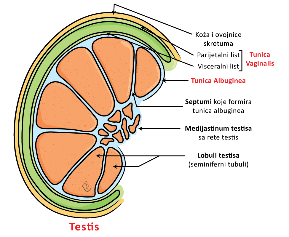 Crtež testisa sa svojim ovojnicama. Jasno se vide parijetalni i visceralni list tunike vaginalis kao i tunika albuginea koja prodire u unutrašnjost testisa formirajući lobule testisa.
