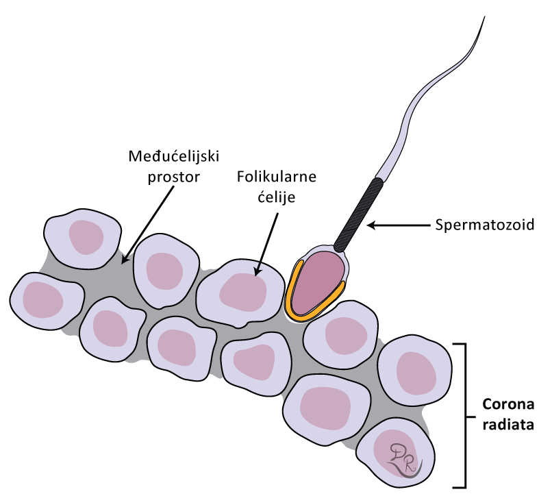Crtež koji prikazuje prodor spermatozoida kroz coronu radiatu