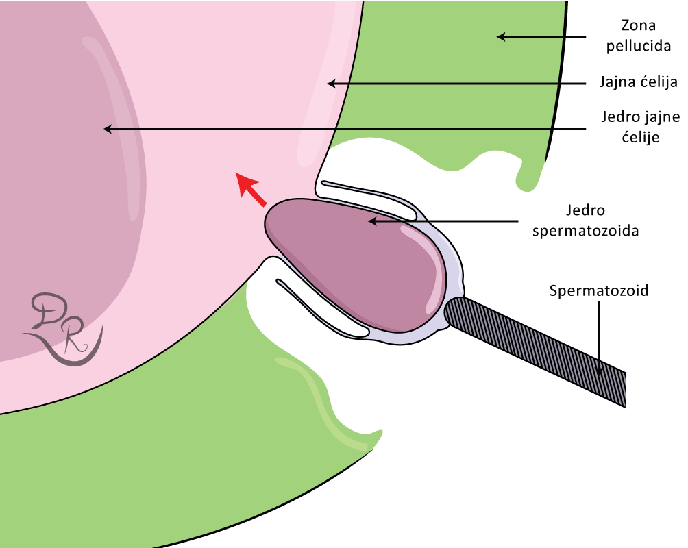 Crtež prikazuje fuzionisane membrane spermatozoida i jajne ćelije. Jasno se vidi jedro koje prolazi u citoplazmu jajne ćelije.