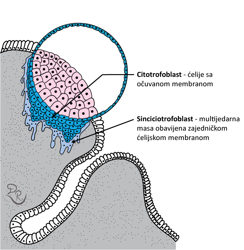 Crtež sa implantiranom blastocistom i diferenciranim citotrofoblastom i sinciciotrofoblastom.