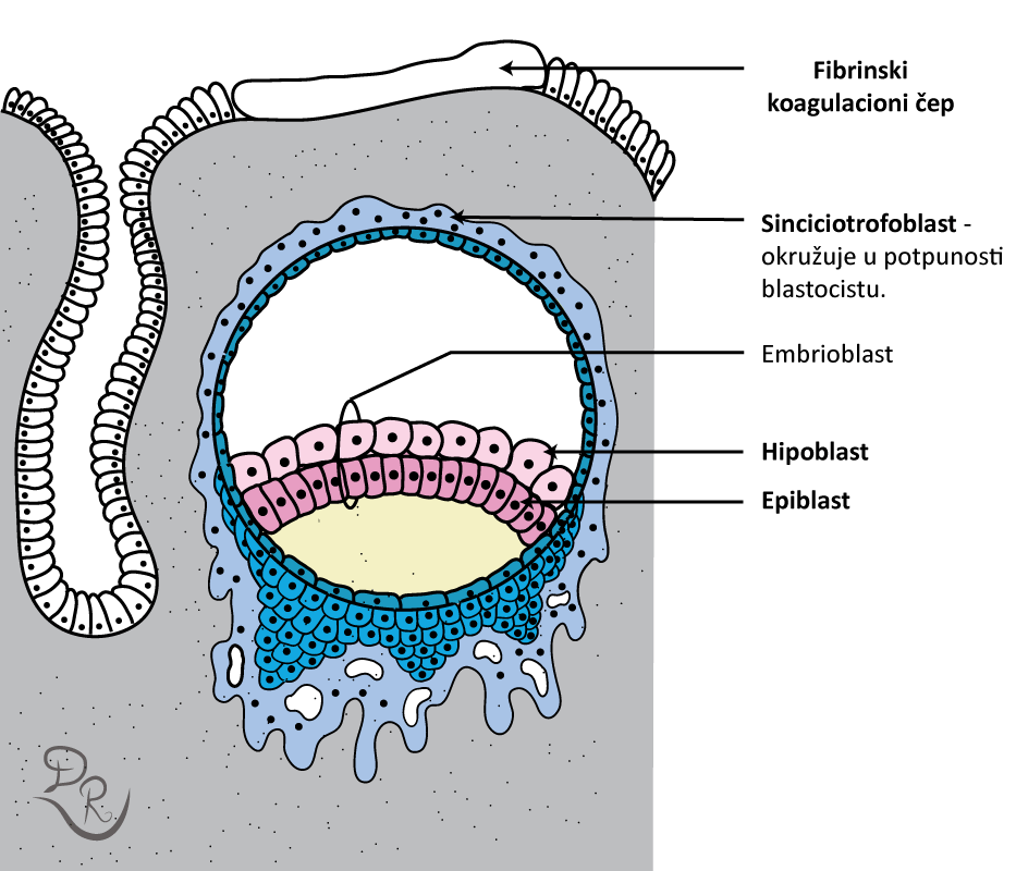Crtež prikazuje blastocistu koja je u potpunosti invidirala endometrijum. Embrioblast je podeljen na hipoblast i epiblast.