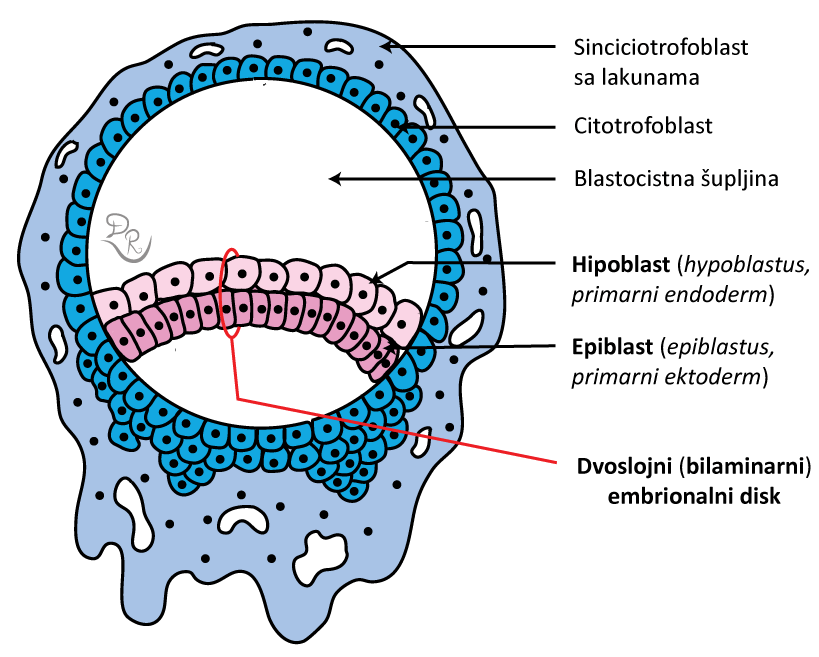 Crtež blastociste sa obeleženim hipoblastom, epiblastom, citotrofoblastom i sinciciotrofoblastom.