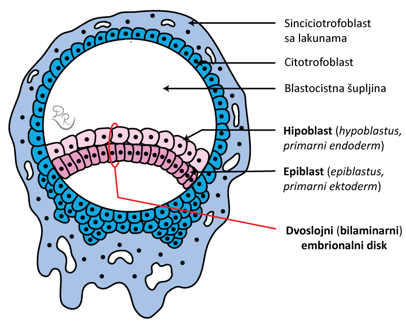 preembrionalni period razvića opšta embriologija 6 deo fascija com