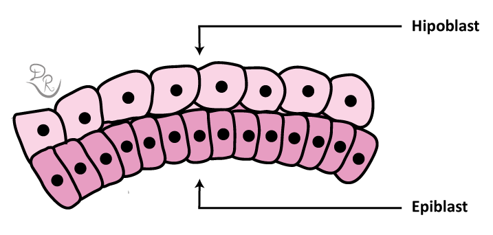 Crtež sa specifičnijim prikazom hipoblasta i epiblasta.