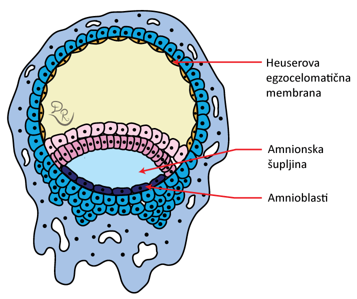 Crtež blastociste sa amnioblastima i heuserovom egzocelomatičnom membranom,