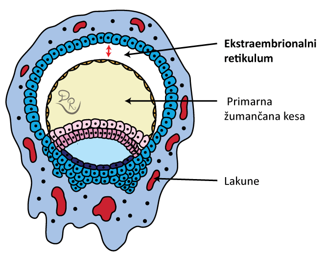 Blastocista sa obeleženim ekstraembrionalnim retikulumom, primarnom ćumančanom kesom i lakunama.