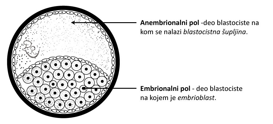 Crtež blastociste sa obeleženim polovima: anembrionalni pol, deo blastociste na kom se nalazi blastocistna šupljina; embrionalni pol, deo blastociste na kom je embrioblast.