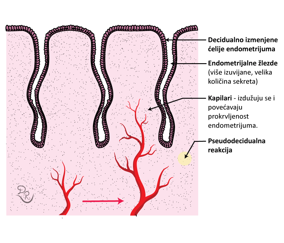Crtež koji prikazuje decidualno izmenjen endometrijum spreman za implantaciju blastociste. Obeleženi su decidualne ćelije, endometrijalne žlezde, kapilari, pseudodecidualna reakcija