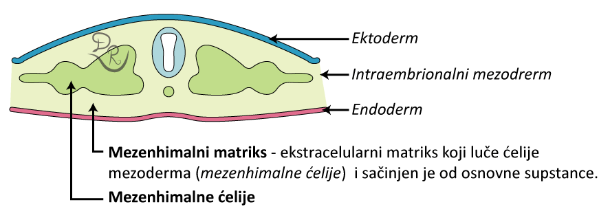 Crtež sa označenim ektodermom, mezodermom i endodermom. Označeni su mezenhimalni matriks i mezenhimalne ćelije.
