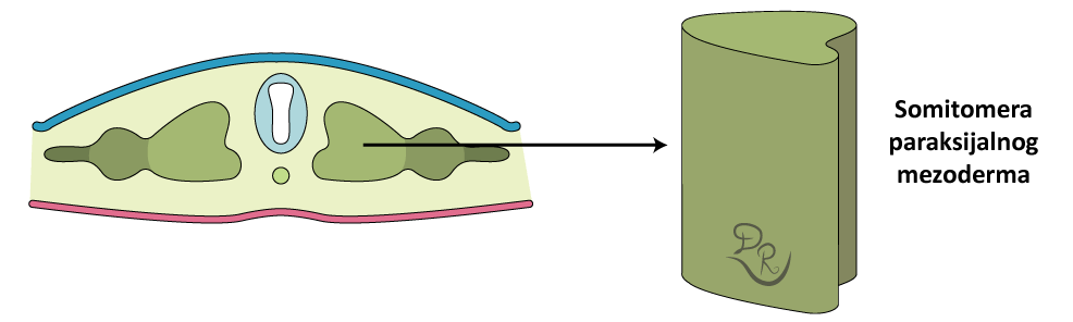 Crtež koji pokazuje somitomeru paraksijalnog mezoderma.