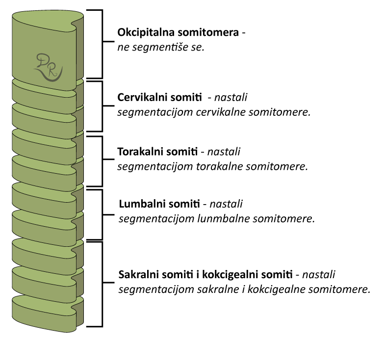 Crtež somitomera sa segmentisanim somitima koji su topografski podeljeni na: okcipitalne, cervikalne, torakalne, lumbalne i kokcigealne somite.