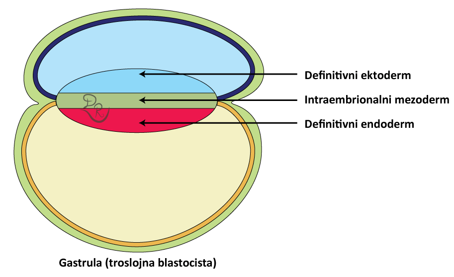 Crtež gastrule sa definitivnim ektodermom intraembrionalnim mezodermom i definitivnim endodermom.