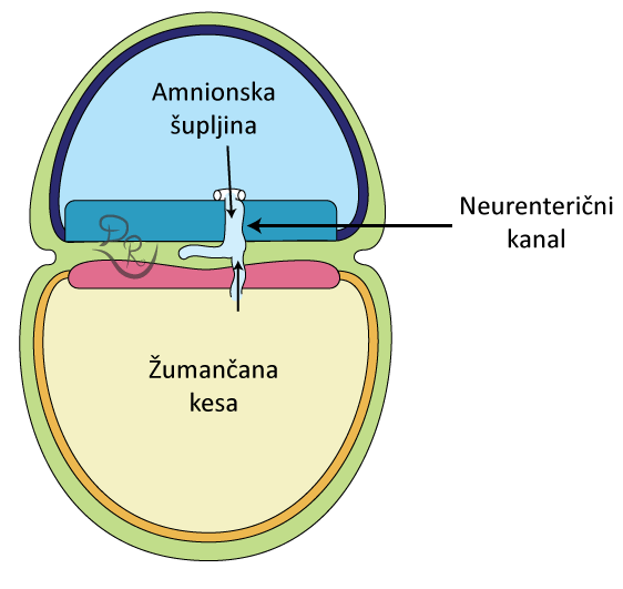 Crtež neuroenteričnog kanala sa komunikacijom između amnionske šupljine i žumančane kese.