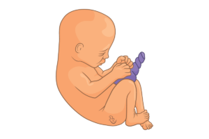 Read more about the article Fetalni Period Razvića (opšta embriologija 8. deo)