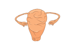 Read more about the article Menstrualni ciklus (opšta embriologija 3. deo)
