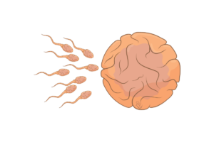 Read more about the article Oplođenje – Fertilizacija (opšta embriologija 5. deo)