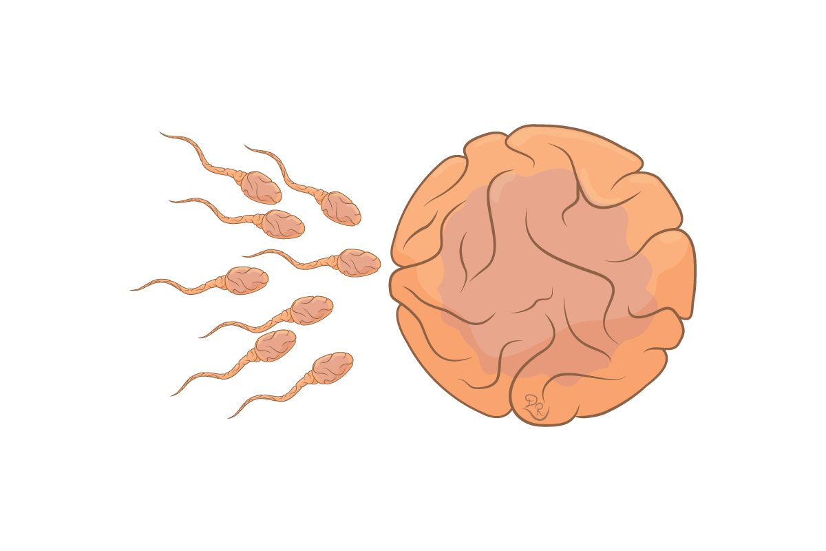 Read more about the article Oplođenje – Fertilizacija (opšta embriologija 5. deo)