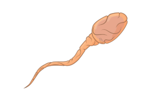 Read more about the article Muški Reproduktivni Sistem (opšta embriologija 4. deo)