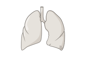 Read more about the article Razvoj Respiratornog Trakta:  Traheja, Bronhije, Alveole