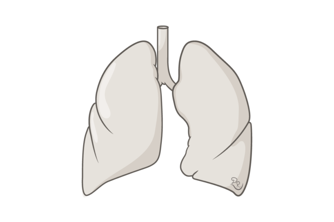 Crtež pluća