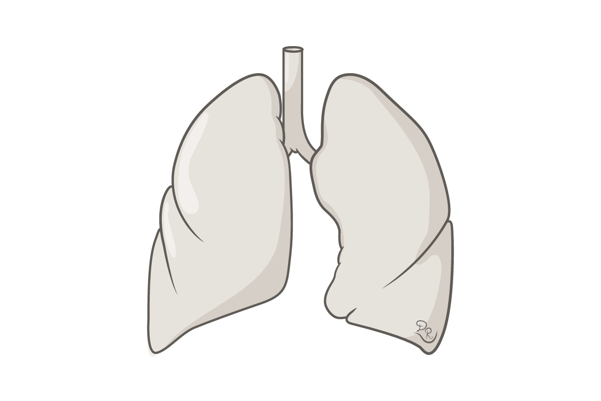 Read more about the article Razvoj Respiratornog Trakta:  Traheja, Bronhije, Alveole