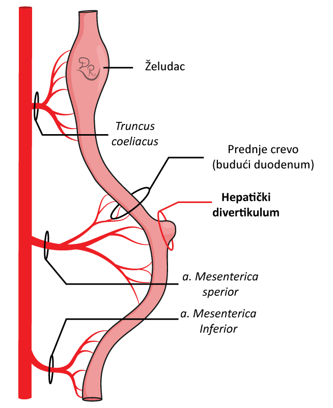 Crtež prikazuje primitivno crevo i mesto na kome nastaje hepatički divertikulum.