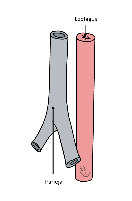 Crtež prikazuje traheju i ezofagus, nakon razdvajanja.