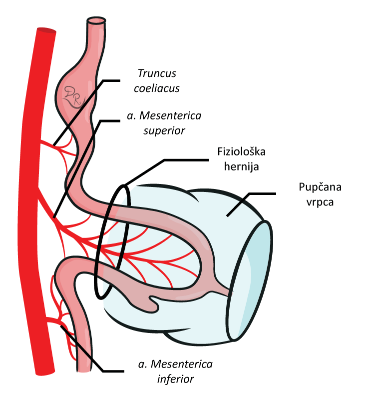 Crtež sagitalnog preseka embriona, na kom se mogu videti osnovni krvni sudovi i gastrointestinalni trakt sa fiziološkom hernijom.