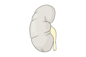 Read more about the article Razvoj Urinarnog Sistema: Bubreg i Ureter (Nefrogeneza)