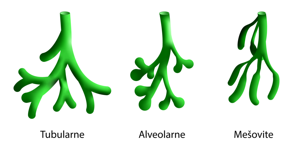 Složene egzokrine žlezde: tubularne, alveolarne, tubuloalveolarne (mešovite)