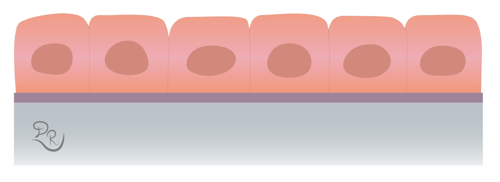 Crtež kockastih epitelnih ćelija na bazalnoj membrani