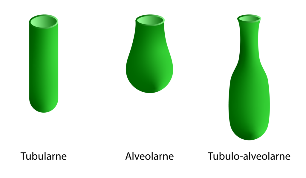Proste egzokrine žlezde: tubularne, alveolarne, tubuloalveolarne (mešovite)