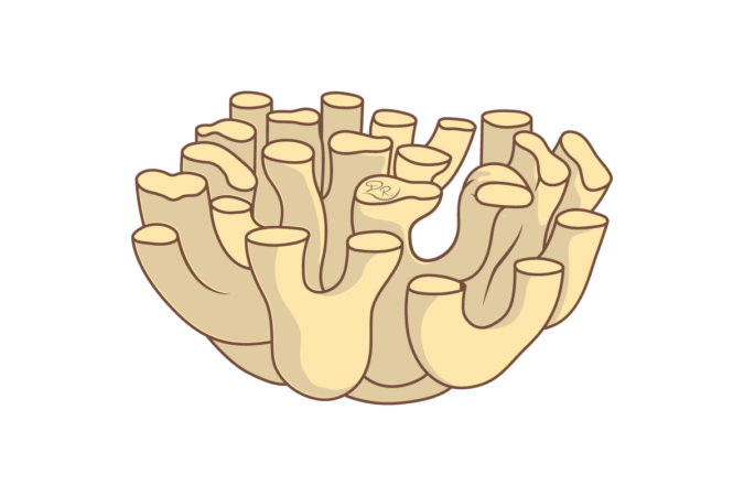 glatki endoplazmatski retikulum