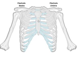 Read more about the article Clavicula-ključnica
