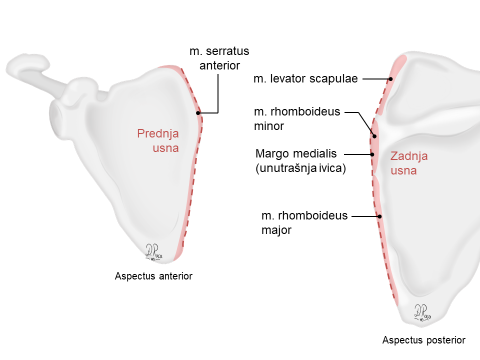 Read more about the article Scapula-lopatica