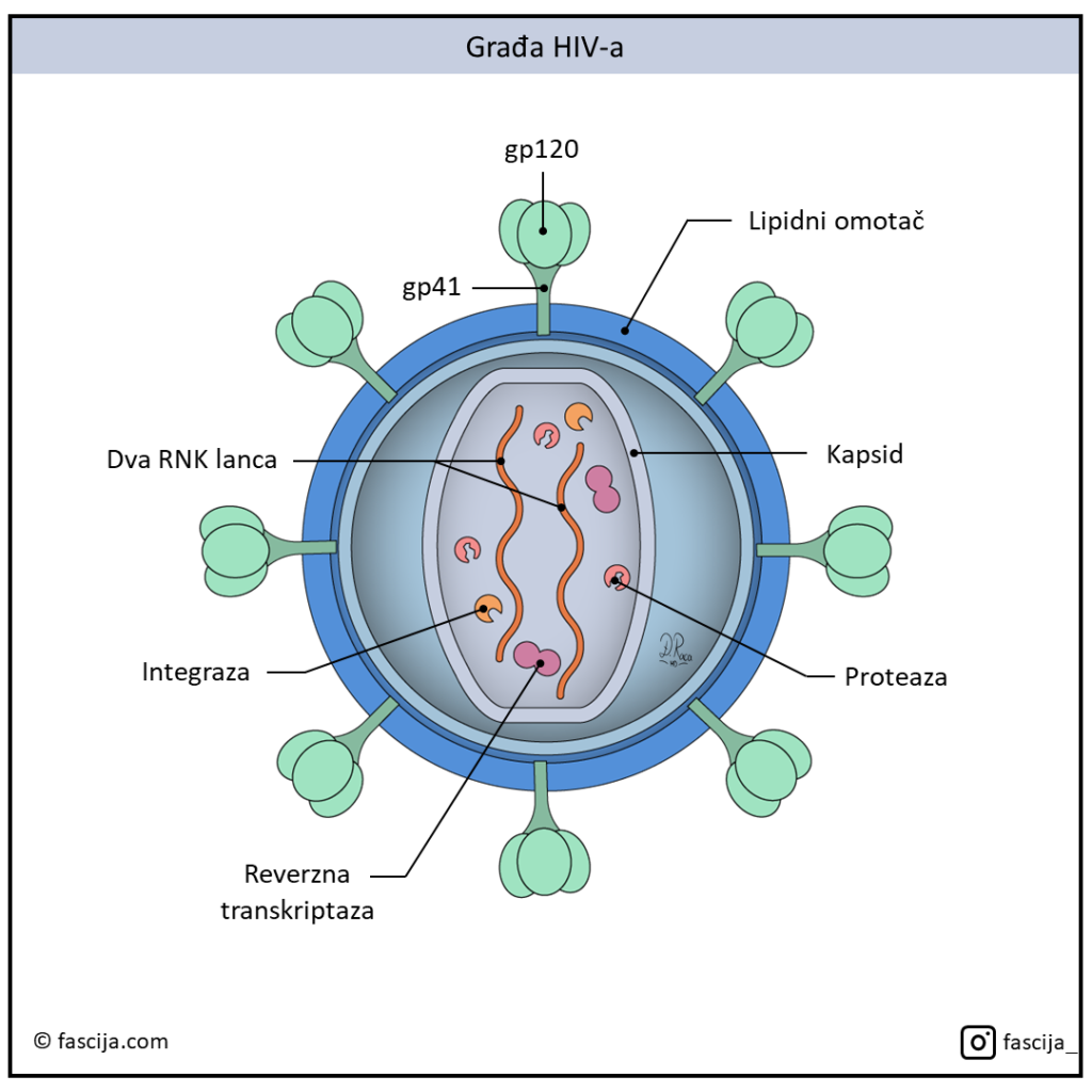 Građa HIV virusa, proteini HIVa gp120 i gp24, kapsid, proteaza, lipidni omotac.