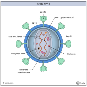 Read more about the article HIV i AIDS