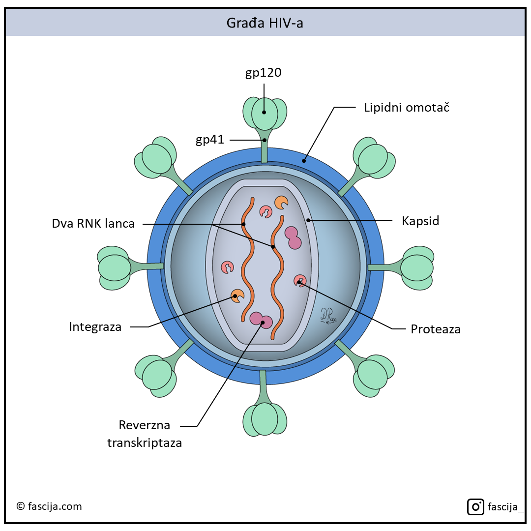 Read more about the article HIV i AIDS