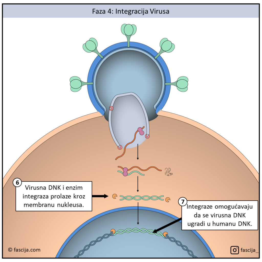 Građa HIV virusa, proteini HIVa gp120 i gp24, kapsid, proteaza, lipidni omotac,vezivanje HIV-a za ćelije, fuzija membrana, RNK, virusna RNK, dekapsidacija, reverzna transkripcija, transkripcija, integracija virusa