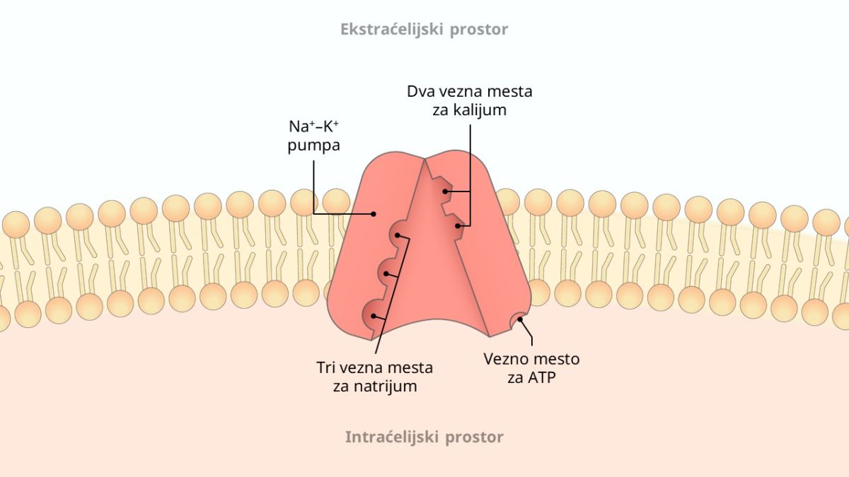 Na-K pumpa